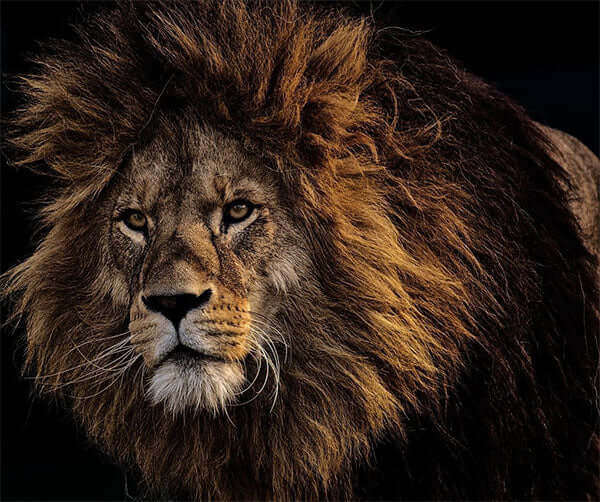Picture of Lion of Feline Might Store
