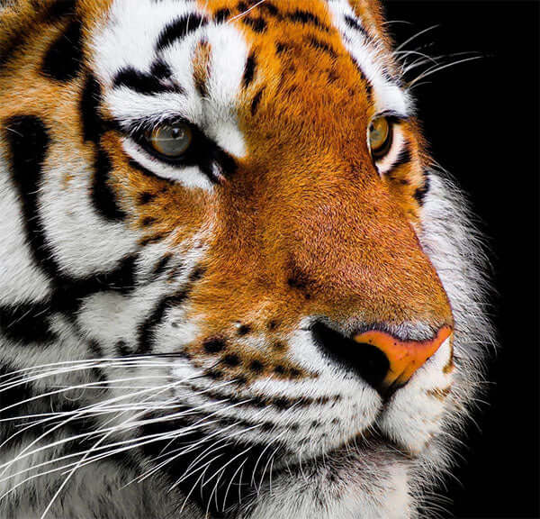 Picture of Tiger of Feline Might Store